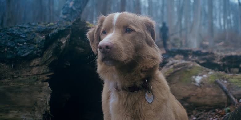 Good Boy (2025) – REVIEW Good Boy (2025) – REVIEW