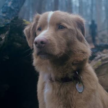dog in woods with shadowing figure in the background