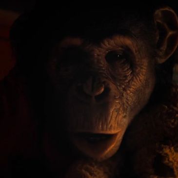 Closeup of a chimp's face in shadow